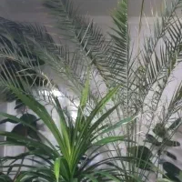 یک عدد گل طبیعی زیبا و بزرگ، قیمت توافقی