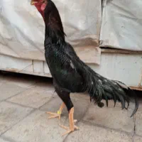 خروس لاری اوشامو