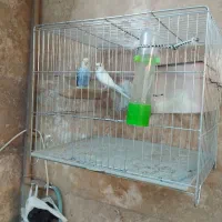 مرق عشق|پرنده|شیراز, کوشک میدان|دیوار