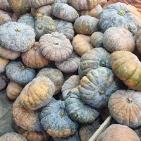 کدو انجیری (انجیلی)ضیابر|خوردنی و آشامیدنی|ضیابر, |دیوار