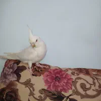 عروس هلندی نر البینو