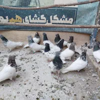 کبوتر کله ای|پرنده|اصفهان, ارغوانیه|دیوار