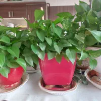 گل پتوس|گل و گیاه طبیعی|مشهد, دانشجو|دیوار