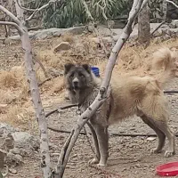 سگ نگهبان قفقازی|سگ|قم, دانش|دیوار