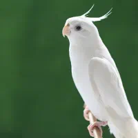 جوجه عروس هلندی آلبینو