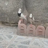 ۱ملیون|پرنده|آبدانان, |دیوار
