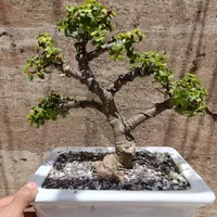 گل و گیاه درختچه بنسای بونسای جید مینیاتوری|گل و گیاه طبیعی|تهران, لویزان|دیوار