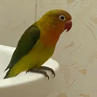 کوتوله برزیلی،طوطی،لاوبرد،طوطی برزیلی|پرنده|بندرعباس, |دیوار