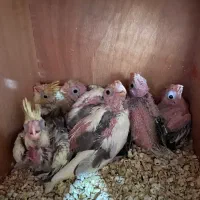 جوجه عروس هلندی، طوطی|پرنده|اصفهان, بهارستان|دیوار