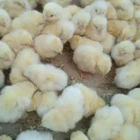 جوجه