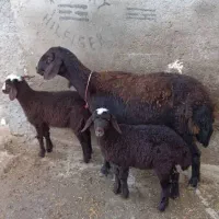 میش قیمت دام خمینی شهر اصفهان