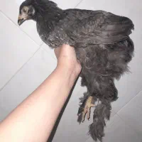 جوجه برهما مشکی