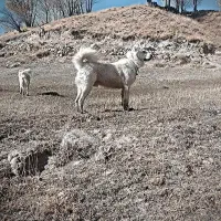 سگ گله به شرط|سگ|بستان آباد, |دیوار