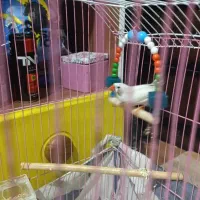 فنچ نر سالم سرحال