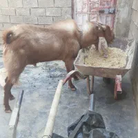 سلام بزدرجه یک نژادسه قلو زا|حیوانات مزرعه|امیدیه, |دیوار