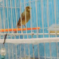 قناری مستخون شلاقی فنچ طوطی مرغ عشق عروس میناسهره