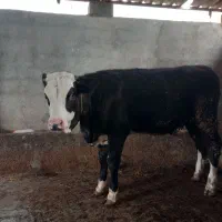 تلیسه سمینتال