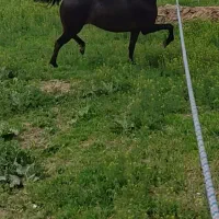 اسب|اسب و تجهیزات اسب‌سواری|چهاردانگه (تهران), |دیوار
