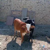 گاوبا گوساله|حیوانات مزرعه|بمانی, |دیوار