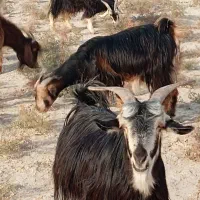 فروش 20راس کولار بز|حیوانات مزرعه|ارد, |دیوار