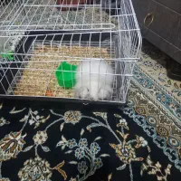 خرگوش|موش و خرگوش|مشهد, مصطفی خمینی|دیوار