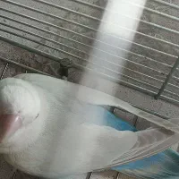 کوتوله هفت ماهه دم ابی (با کیفیت)