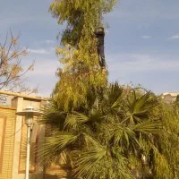 خرید و فروش انواع چوب خشک و تر و هرس درختان|خدمات باغبانی و درختکاری|قم, باغ کرباسی|دیوار
