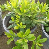 پیتسپروم گلدان ۱۰ تعداد ۳۰۰ تا