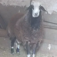 بره نر افشار