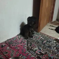 فروش سگ
