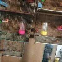 قناری شلاقی درجه 1|پرنده|ابریشم, |دیوار