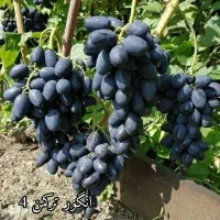 فروش انواع نهال