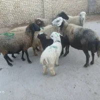 میش داشتی|حیوانات مزرعه|خانمیرزا, |دیوار