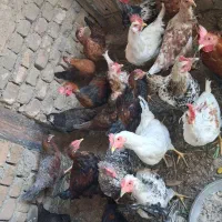 مرغ و خروس