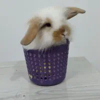 بچه خرگوش یک ماهه