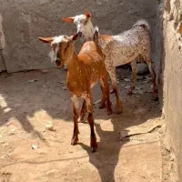 ناب و|حیوانات مزرعه|قم, انسجام|دیوار
