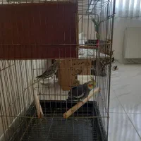 با عرض سلام یک جفت عروس هلندی