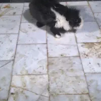 خرگوش