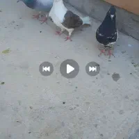 کبوتر معاوضه