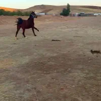 اسب|اسب و تجهیزات اسب‌سواری|کرمانشاه, |دیوار