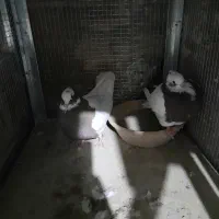 کبوتر طوقی|پرنده|شیراز, رکنآباد|دیوار