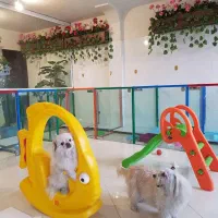 کارگر پانسیون سگ های خانگی