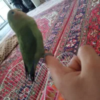 طوطی برزیلی اهلی شده با تمام وسایل ها از جمله قفس