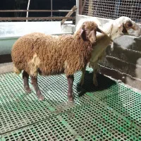 گوسفند وره مار درجه یک