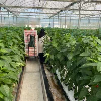 کار در گلخانه