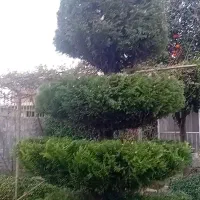 خدمات صفرتاصد باغی باکادری مجرب ومونصف