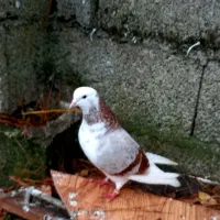 کبوتر ماده شازده