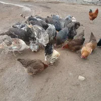 فروش بوقلمون