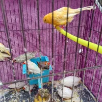 مرغ عشق|پرنده|قم, شهرک فاطمیه|دیوار