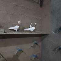 چهارتا بچ